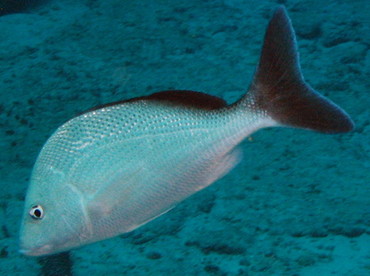 White Margate - Haemulon album - Isla Mujeres, Mexico