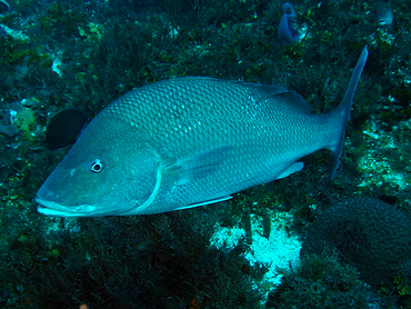 White Margate - Haemulon album - Cozumel, Mexico