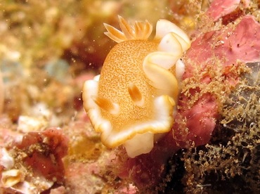 White-Margin Nudibranch - Glossodoris rufomarginata - Lanai, Hawaii