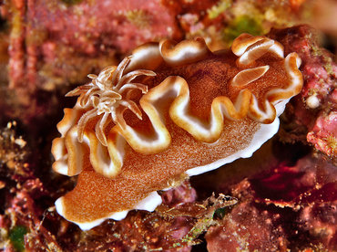 White-Margin Nudibranch - Glossodoris rufomarginata - Anilao, Philippines