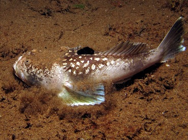 Whitemargin Stargazer - Uranoscopus sulphureus - Dumaguete, Philippines