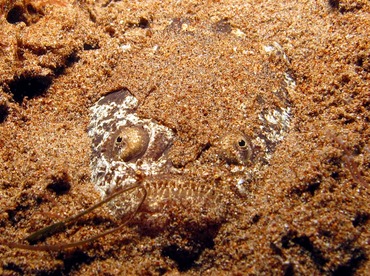 Whitemargin Stargazer - Uranoscopus sulphureus - Dumaguete, Philippines