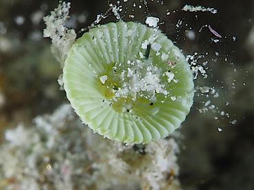 White Mermaid's Wine Glass - Acetabularia crenulata - British Virgin Islands