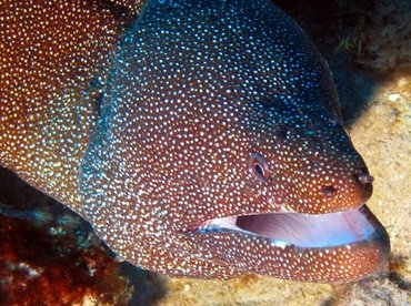 Whitemouth Moray Eel - Gymnothorax meleagris - Palau