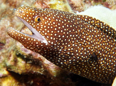 Whitemouth Moray Eel - Gymnothorax meleagris - Big Island, Hawaii