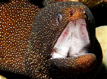 Whitemouth Moray Eel - Gymnothorax meleagris - Big Island, Hawaii