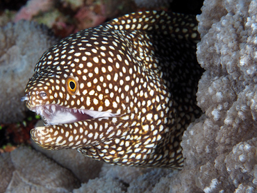 Whitemouth Moray Eel - Gymnothorax meleagris - Great Barrier Reef, Australia