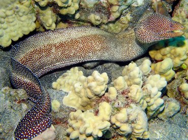 Whitemouth Moray Eel - Gymnothorax meleagris - Big Island, Hawaii