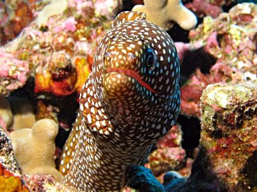 Whitemouth Moray Eel - Gymnothorax meleagris - Big Island, Hawaii