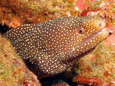 Whitemouth Moray Eel - Gymnothorax meleagris - Lanai, Hawaii