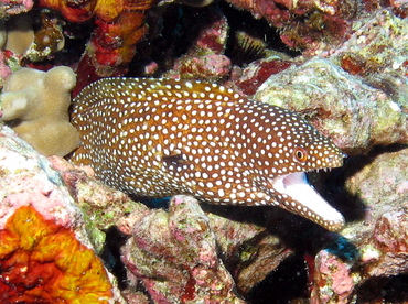 Whitemouth Moray Eel - Gymnothorax meleagris - Big Island, Hawaii