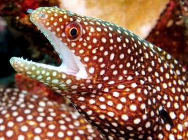 Whitemouth Moray Eel - Gymnothorax meleagris - Maui, Hawaii