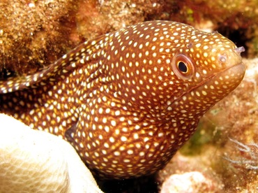 Whitemouth Moray Eel - Gymnothorax meleagris - Lanai, Hawaii