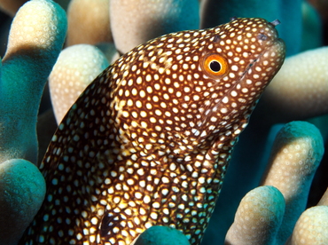 Whitemouth Moray Eel - Gymnothorax meleagris - Big Island, Hawaii