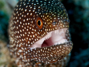 Whitemouth Moray Eel - Gymnothorax meleagris - Big Island, Hawaii