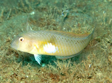 Whitepatch Razorfish - Iniistius aneitensis - Dumaguete, Philippines