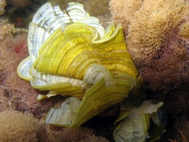 White Scroll Alga - Padina jamaicensis - St Kitts