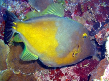 Whitespotted Filefish - Cantherhines macrocerus - Grand Cayman