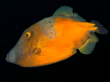 Whitespotted Filefish - Cantherhines macrocerus - Cozumel, Mexico