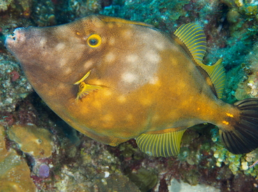 Whitespotted Filefish - Cantherhines macrocerus - Belize