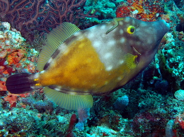 Whitespotted Filefish - Cantherhines macrocerus - Palm Beach, Florida