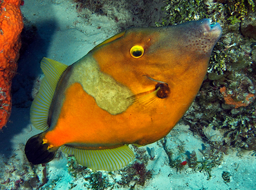 Whitespotted Filefish - Cantherhines macrocerus - Cozumel, Mexico