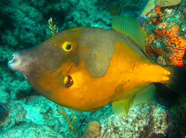 Whitespotted Filefish - Cantherhines macrocerus - Roatan, Honduras