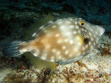 Whitespotted Filefish - Cantherhines macrocerus - Cozumel, Mexico