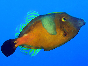 Whitespotted Filefish - Cantherhines macrocerus - Cozumel, Mexico