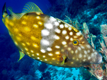 Whitespotted Filefish - Cantherhines macrocerus - Cozumel, Mexico