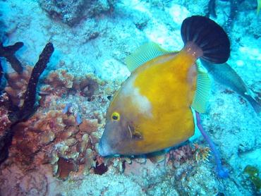 Whitespotted Filefish - Cantherhines macrocerus - Bimini, Bahamas
