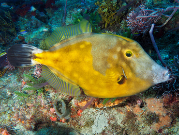 Whitespotted Filefish - Cantherhines macrocerus - Palm Beach, Florida