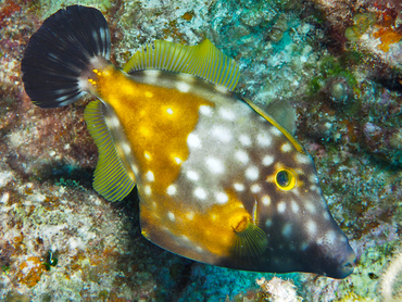 Whitespotted Filefish - Cantherhines macrocerus - Turks and Caicos