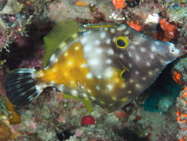 Whitespotted Filefish - Cantherhines macrocerus - Palm Beach, Florida