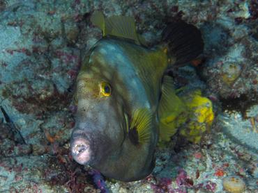 Whitespotted Filefish - Cantherhines macrocerus - Palm Beach, Florida