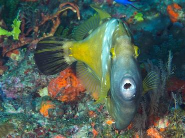Whitespotted Filefish - Cantherhines macrocerus - Palm Beach, Florida