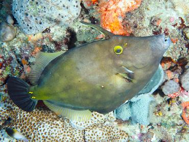 Whitespotted Filefish - Cantherhines macrocerus - Palm Beach, Florida