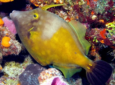 Whitespotted Filefish - Cantherhines macrocerus - Cozumel, Mexico