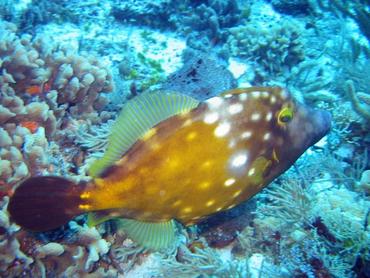 Whitespotted Filefish - Cantherhines macrocerus - Cozumel, Mexico