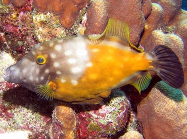 Whitespotted Filefish - Cantherhines macrocerus - Bonaire