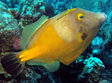 Whitespotted Filefish - Cantherhines macrocerus - Grand Cayman