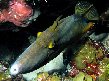 Whitespotted Filefish - Cantherhines macrocerus - Grand Cayman