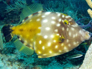 Whitespotted Filefish - Cantherhines macrocerus - Cozumel, Mexico