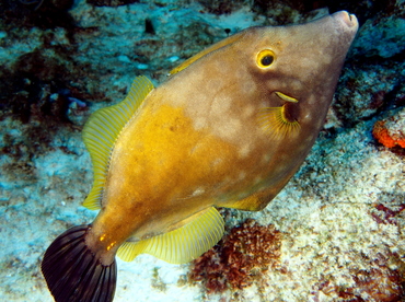 Whitespotted Filefish - Cantherhines macrocerus - Cozumel, Mexico