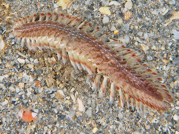 Blackline Fireworm - Chloeia viridis - Blue Heron Bridge, Florida