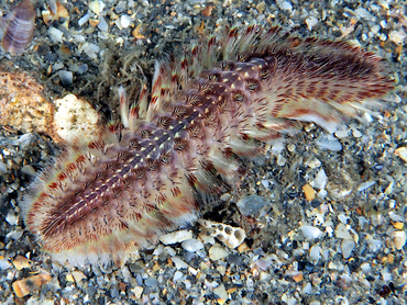 Blackline Fireworm - Chloeia viridis - Blue Heron Bridge, Florida