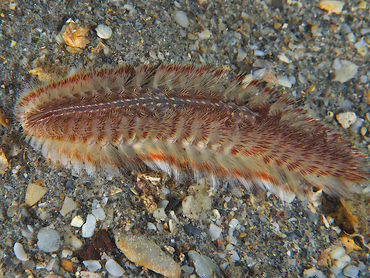 Blackline Fireworm - Chloeia viridis - Blue Heron Bridge, Florida