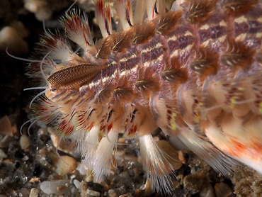 Blackline Fireworm - Chloeia viridis - Blue Heron Bridge, Florida