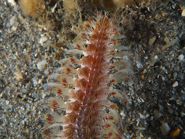 Blackline Fireworm - Chloeia viridis - Blue Heron Bridge, Florida