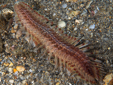 Blackline Fireworm - Chloeia viridis - Blue Heron Bridge, Florida